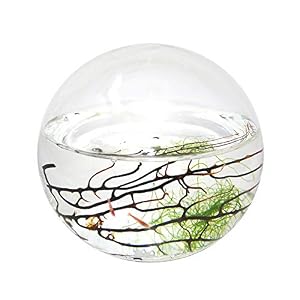 EcoSphere Kugel 10cm Fischglas Ökosystem