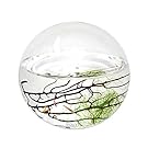 EcoSphere Closed Aquatic Ecosystem, Sphere