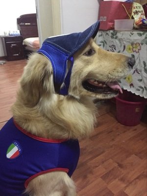 (Bone medio, azul) - Bone de beisebol de cachorro de estimacao Bone esportivo - Chapeu externo Prote