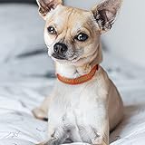 TagME Personalisierte Hundehalsband für Kleine Hund Mit Gestickten, Reflektierendes Nylon Hundehalsband Mit Pet Name & Telefonnummer, Orange XS