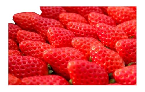 いちご 贅沢 あまおう 8パック 総重量 約1.7kg 果物 デザート 苺 イチゴ 果物 くだもの フルーツ 旬のフルーツ 季節のフルーツ 旬の果物 季節の果物 福岡 福岡県 小郡市