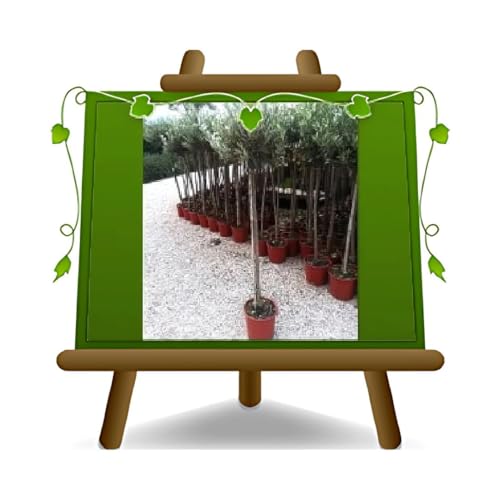 EURO PLANTS VIVAI Olivo Nocellara del Belice Altura 150~170 cm Edad 3 años Jarrón 15x15 cm