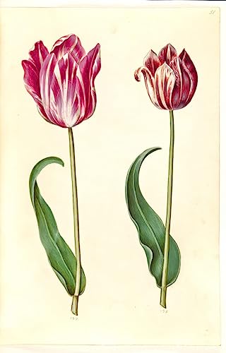 Toile Tulipa Gesneriana Holtzbecker pour créer un salon élégant et chaleureux