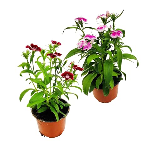 Clavel Chino Pack de 2 Unidades Plantas con Flores para Terraza o Jardín