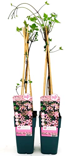 CLEMATIS MONTANA FRAGRANT SPRING, ALTEZZA 50CM, 2 PIANTE, piante vere