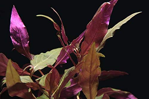 OrinocoPlants Alternanthera Reinickii