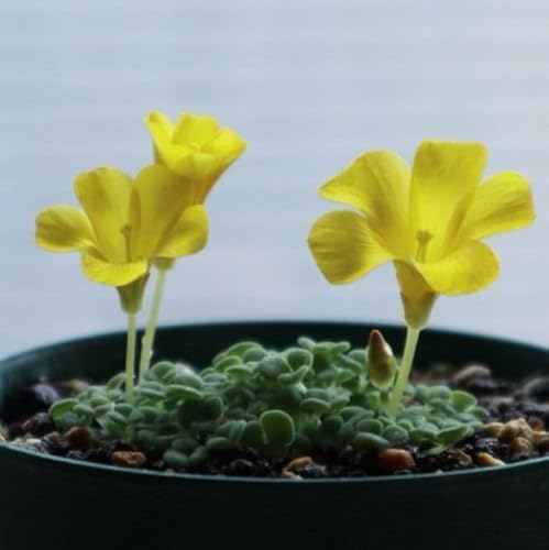 �ĐA���I�L�U���X bullulata �u�����[�^ 10����