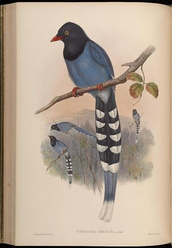 Urocissa Caerulea par John Gould Animaux Art Poster Décoration Maison