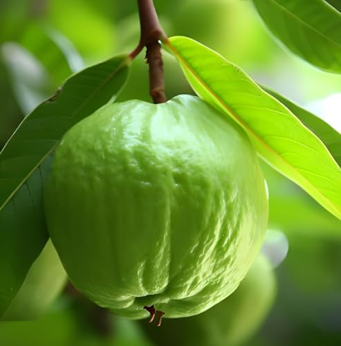 Image of Natura GreenHouse Original 1 Live 1 kg guava Guava Amrud Plant hybrid all seasons Height 1.5-2 FT (1 kg guava)