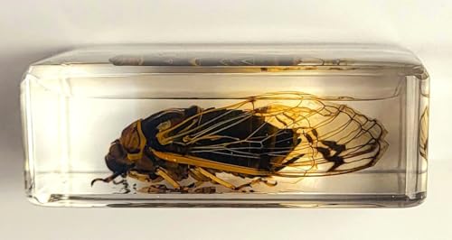 Image of 44mm Real Cicada Cicadatra Querula in Crystal Clear Lucite Resin Specimen Preserved Insect Taxidermy Collection for Biology Science Education & Desk Ornament Display Supplies Small Paperweight Crafts
