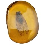 Garneck Esemplare di Insetto Ambrato in Resina, Decorazione Scientifica e Ornamentale a Forma di Cicala, Campione di Pietra di Insetto per Collezionisti e Appassionati di Natura