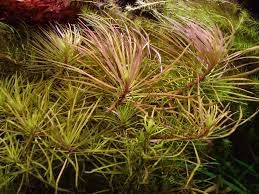 Maalavya Pogostemon Stellatus “Dassen” Live Aquarium Aquatic Plant (8 to 10 Stems) with Pot (B0BNBQYPYL) Amazon Price History, Amazon Price Tracker