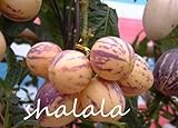 30 Pcs Rare Mini Pear Seed Ginseng Fruit Asian Pear Seeds Purify Air for Home Garden Pot Plant - (Color: 3)