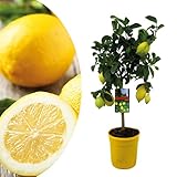 Los limones son comestibles Plant in a Box - Citrus Limon - Limonero - Maceta 19cm - Altura 60-70cm