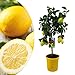 Produktbild Plant in a Box - Citrus Limon - Zitronenbaum - Echter zitronen essbar - Topf 19cm - Höhe 60-70cm