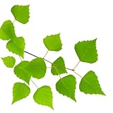 Semisauvage Permaculture