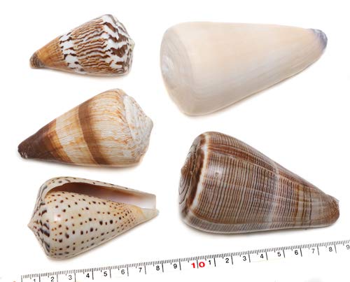 Amazon | 【貝殻パーツ】イモガイ Lサイズ〜Mサイズ 5個セット (No.4