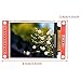ILI9225 LCD Serial Port Display Module Serial Peripheral Interface 2.0 Inch 3V/5.5V 176x220
