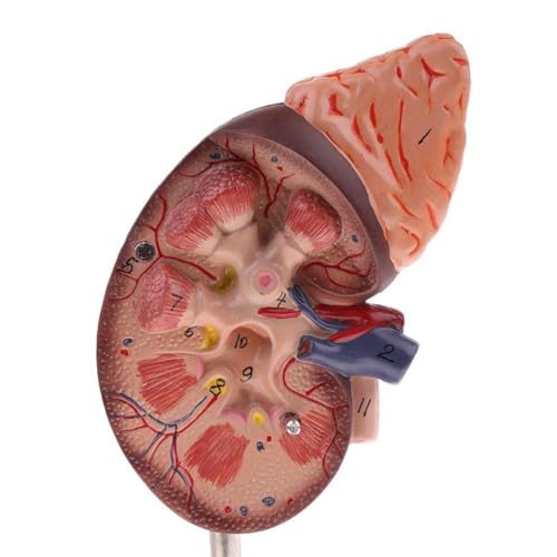 Image of Human Kidney Model, Life Size Anatomical Kidney Model with 24 Markers for Medical Teaching, Doctors Office, Educational Tool, Internal Structure Kidney Anatomy for Students, Health Courses