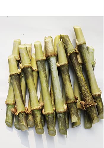 DHN-6 SUPER HYBRID NAPIER GRASS MULTICUT NUTRITIOUS GREEN FODDER for livestock to cater increased milk production and maintains health (Pack of Average 50 slips)