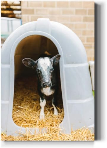 Large Wall Art Decor Calf a calf hutch Vertical Pictures Framed Canvas Wall Art for Living Room Bedroom Bathroom Artwork Paintings Kitchen 36x24