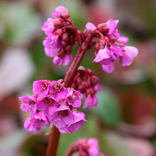 Plant Theory 9cm Pot Bergenia Cordifolia Purpurea Elephants Ears Perennial