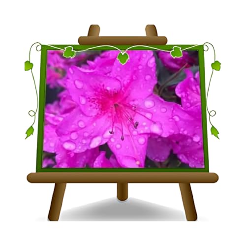 EURO PLANTS VIVAI Azalée du Japon fuchsia plante ornementale en pot de 18 cm couronne 35–45 cm