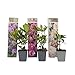 Plant in a Box - Rhododendron - 3er Mischung - Lila, weiß & Rosa - Topf 9cm - Höhe 25-40cm