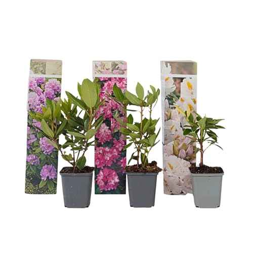 Plant in a Box - Hardy Rhododendron Mix - 3 Mix - Rododendros - Maceta 9cm - Altura 25-40cm