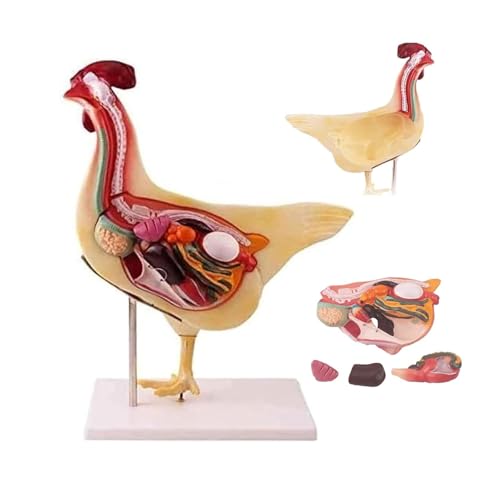 Modelo de pollo anatómico desmontable con órganos internos y esqueleto 2