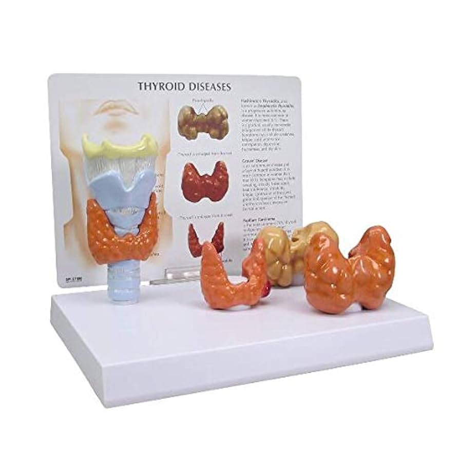 解剖学本 セット Amazon.co.jp: ステンレス鋼解剖ツール、10個の生物学実験室解剖