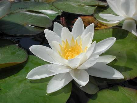 Ninfea 'Gladstoniana' – Pianta Acquatica Viva a Radice Nuda Fiore Bianco Grande e Profumato – Ideale per Laghetti e Stagni Ampi – Fioritura Estiva – Coltivata in Italia