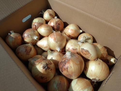 【農薬未使用】淡路島の新玉ねぎ 約10kg