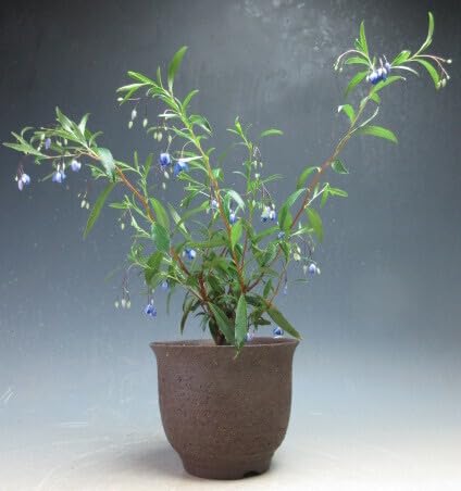 Amazon.co.jp: 盆栽 花芽付き！オーストラリアンブルーベル