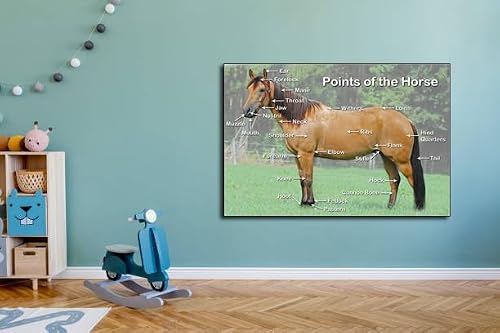 Tiger Moon The Tiger Moon Trading Company Ltd Points of a Horse Poster - Classroom Decoration, Teach & Learn Information Poster - Paper Laminated (A2 Size 42 x 59.4 cm)