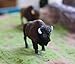 Gemini&Genius North American Bison Figurine Animal Toy, Bull Action Figure, Wildlife Play Toy for Kids, Hand Painted, Realistic and Durable Toys for Children Boys and Girls Gift