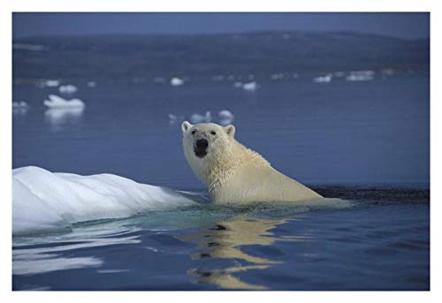 Artworks Italia Oso polar nadando, bahía de apuestas, Canadá, arte en papel, 96,5 x 66 cm