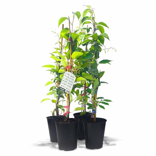 Kiwiri's Kiwibeeren Quartett - 4 Kiwipflanzen (Actinidia arguta) männlich und weiblich - Mini Kiwi - Sortengarantie direkt vom Züchter - Selbstfruchtendes Set