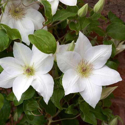 100pcs White Clematis Flower Seeds Fast Growing Suitable for Indoor & Outdoor Gardens