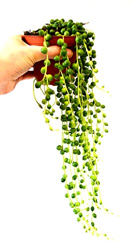 9Greenbox - String Of Pearls, Senecio Rowleyanus - 4" Pot #TOP5