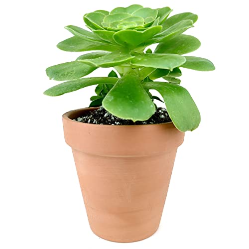 SUCCULENTS BOX Aeonium Dinner Plate Tabuliforme #TOP15