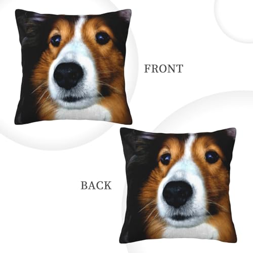 Housse de coussin velours côtelé imprimé chien Shetland 50,8 cm