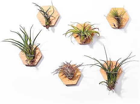 MITIME Air Plants Holders-Real Wood Live Air Plant Holders.Rustic Air Plant Stand,Wall-mounted to save space.(Plants not included)(Hexagonal Set of 6)