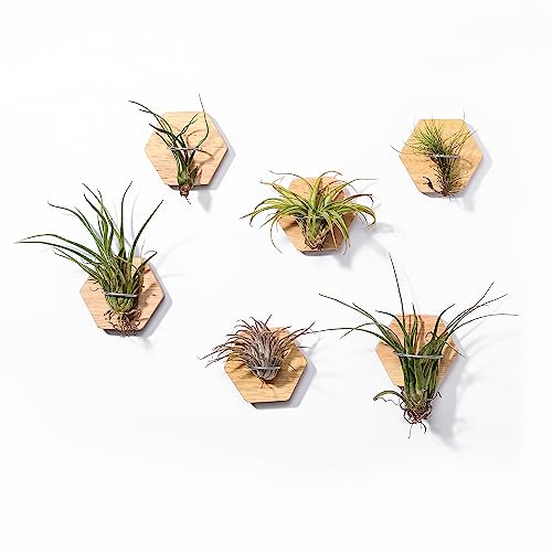 MITIME Air Plants Holders-Real Wood Live Air Plant Holders.Rustic Air Plant Stand,Wall-mounted to save space.(Plants not included)( Hexagonal Set of 6