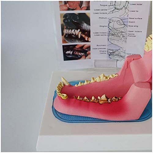 Dental Dog Cat Clear Teeth Skull Model Canine Animals Tooth Jaw Anatomical For Veterinary