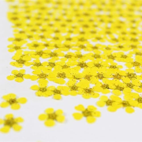 Accesorios de flores secas naturales para arte en uñas, 20 piezas miniatura 7