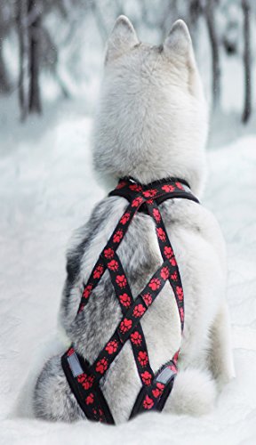 X-Back con stoviglie per Bike, Skijoring