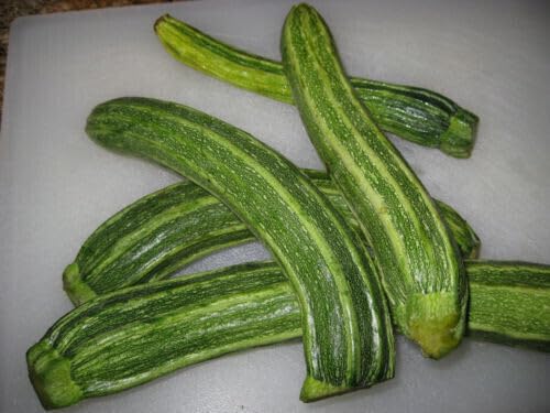 15 SEMI- ZUCCHINO Romanesco semi freschi