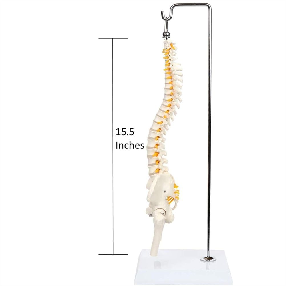 Modello Completo della Colonna vertebrale Umana da 45 cm, Colonna vertebrale con Bacino, Sacro, Teste del femore e Rami nervosi, Strumento educativo per l'insegnamento dell'anatomia con Supporto