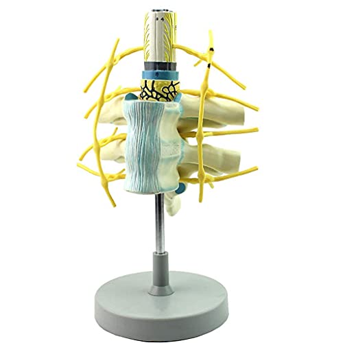 ZJFHEYUO Modelo anatómico de Torso, médula espinal torácica Humana, nervio espinal, Tronco simpático, Modelo para exhibición de Estudio en aulas de Ciencias, Modelo médico de ense